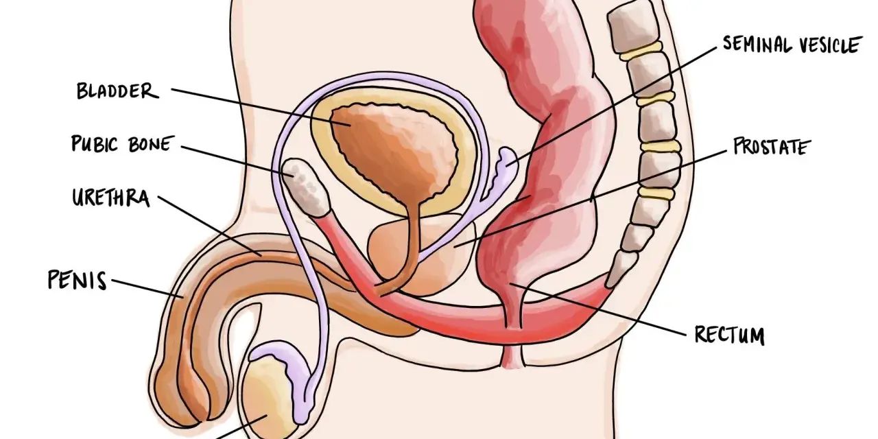 Czy mężczyzna ma jajniki? Jądra, ich rola i hormonalne sekrety