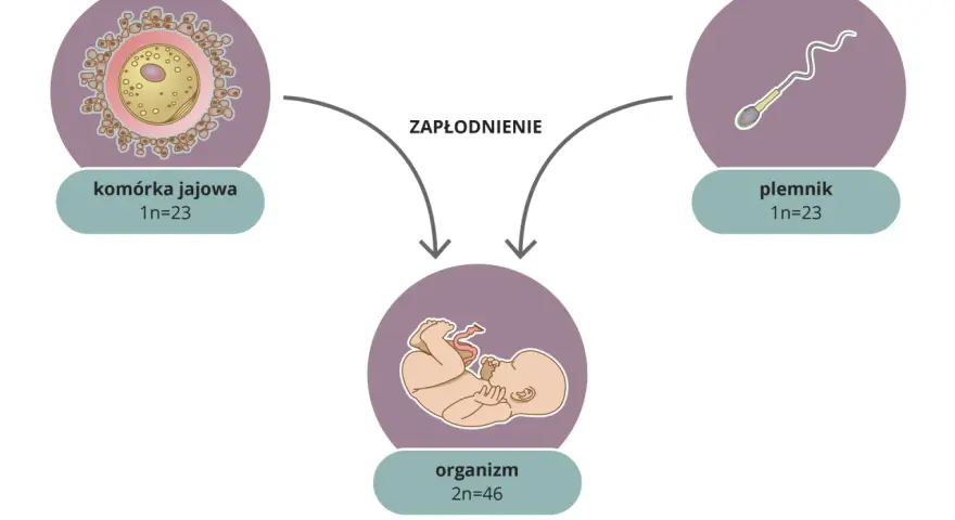 Ile chromosomów ma kobieta? 46, XX pełny przewodnik po genetyce