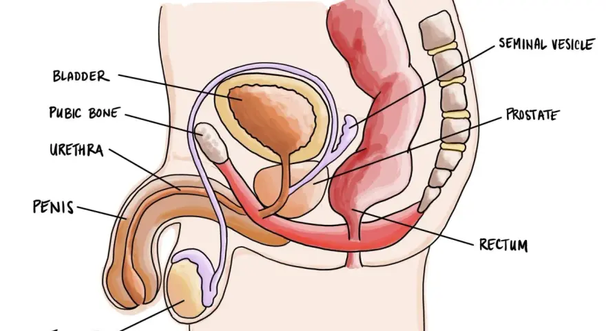 Czy mężczyzna ma jajniki? Jądra, ich rola i hormonalne sekrety