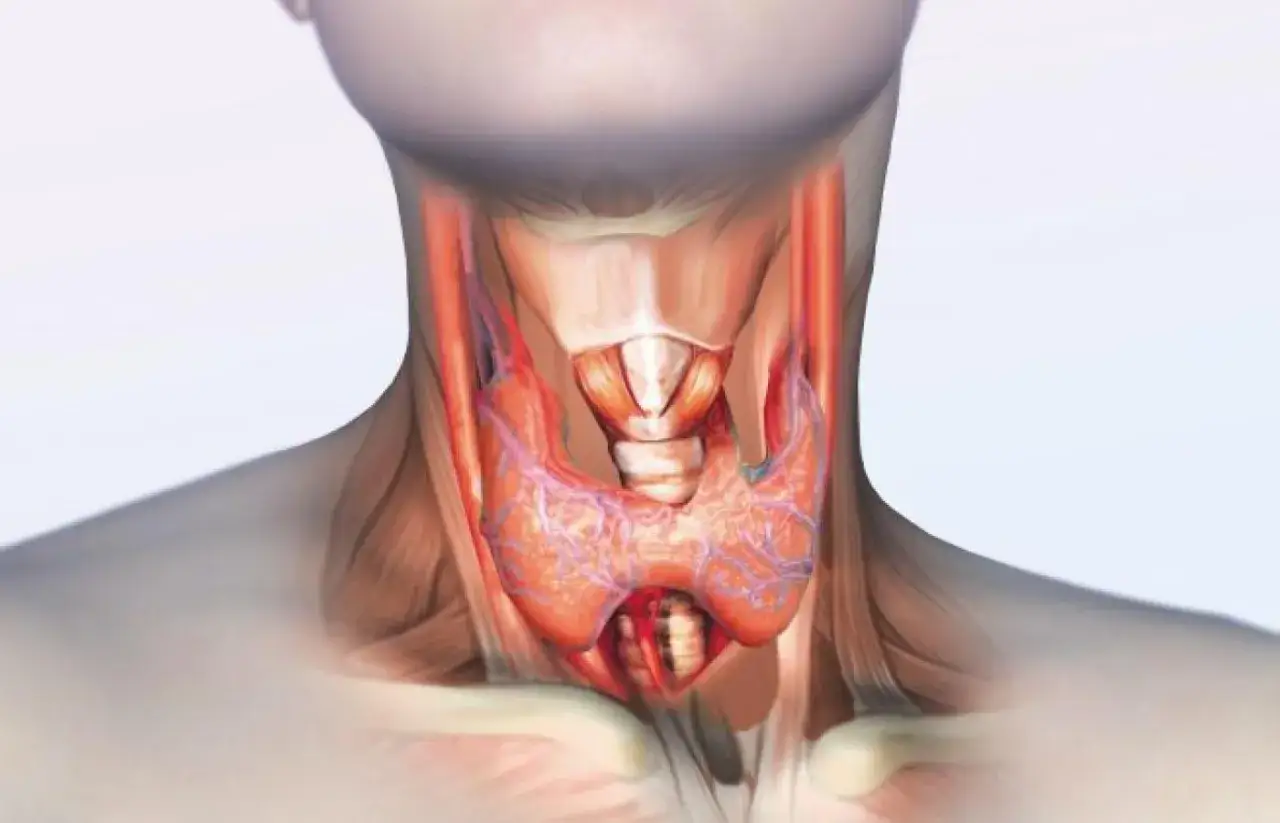 Anatomia tarczycy u mężczyzny