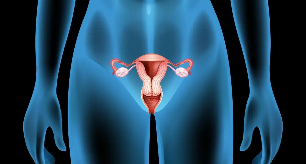 Anatomia kobiecej pochwy punkt G lokalizacja