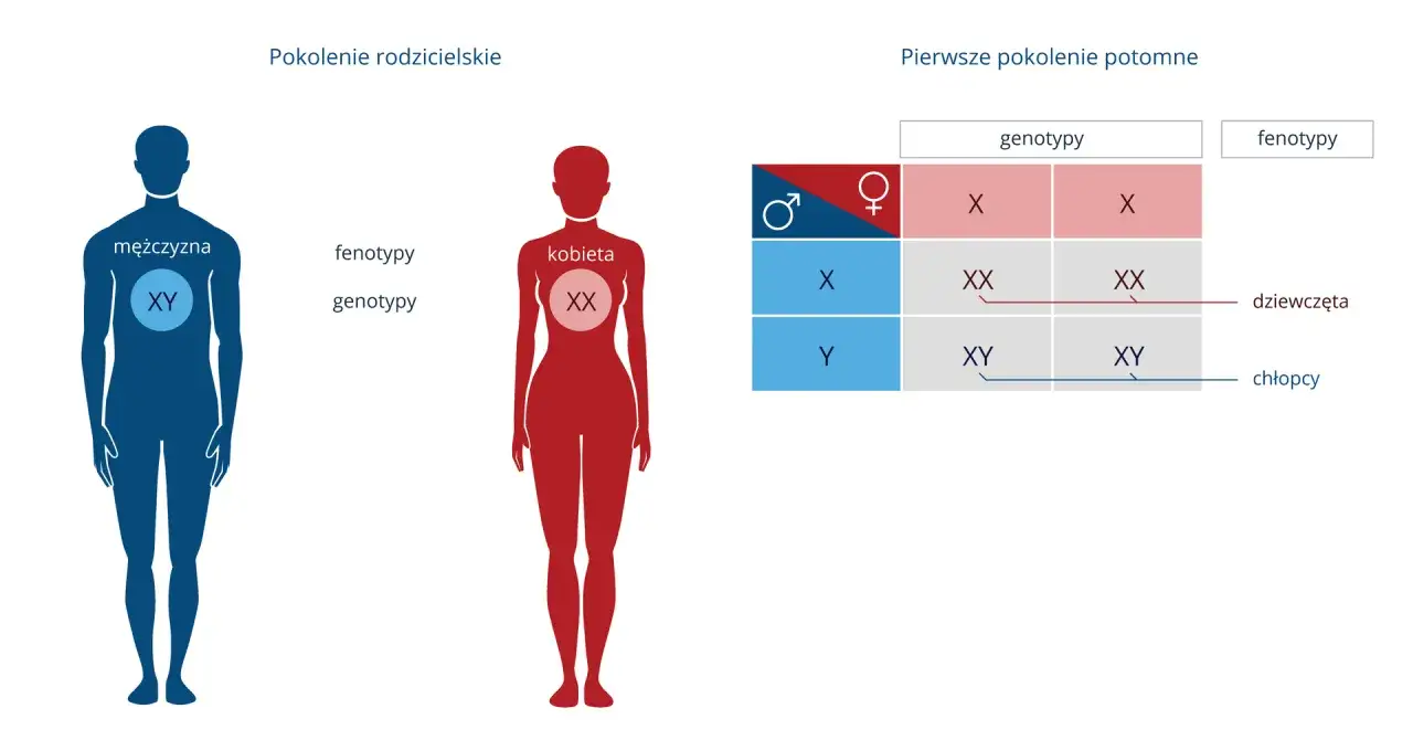 schemat determinacji płci chromosomy X Y