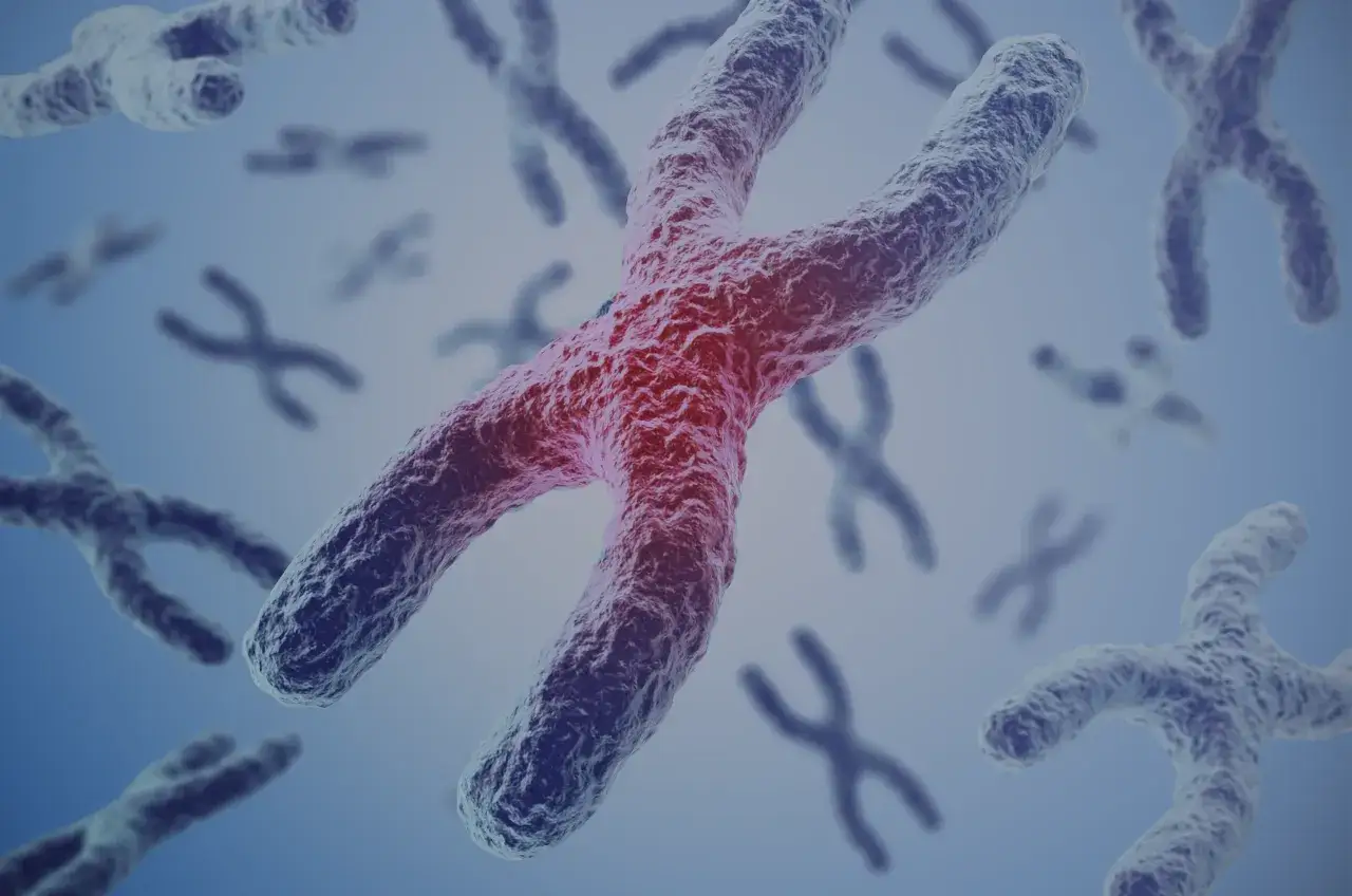 mikroskopowy obraz spermatogenezy