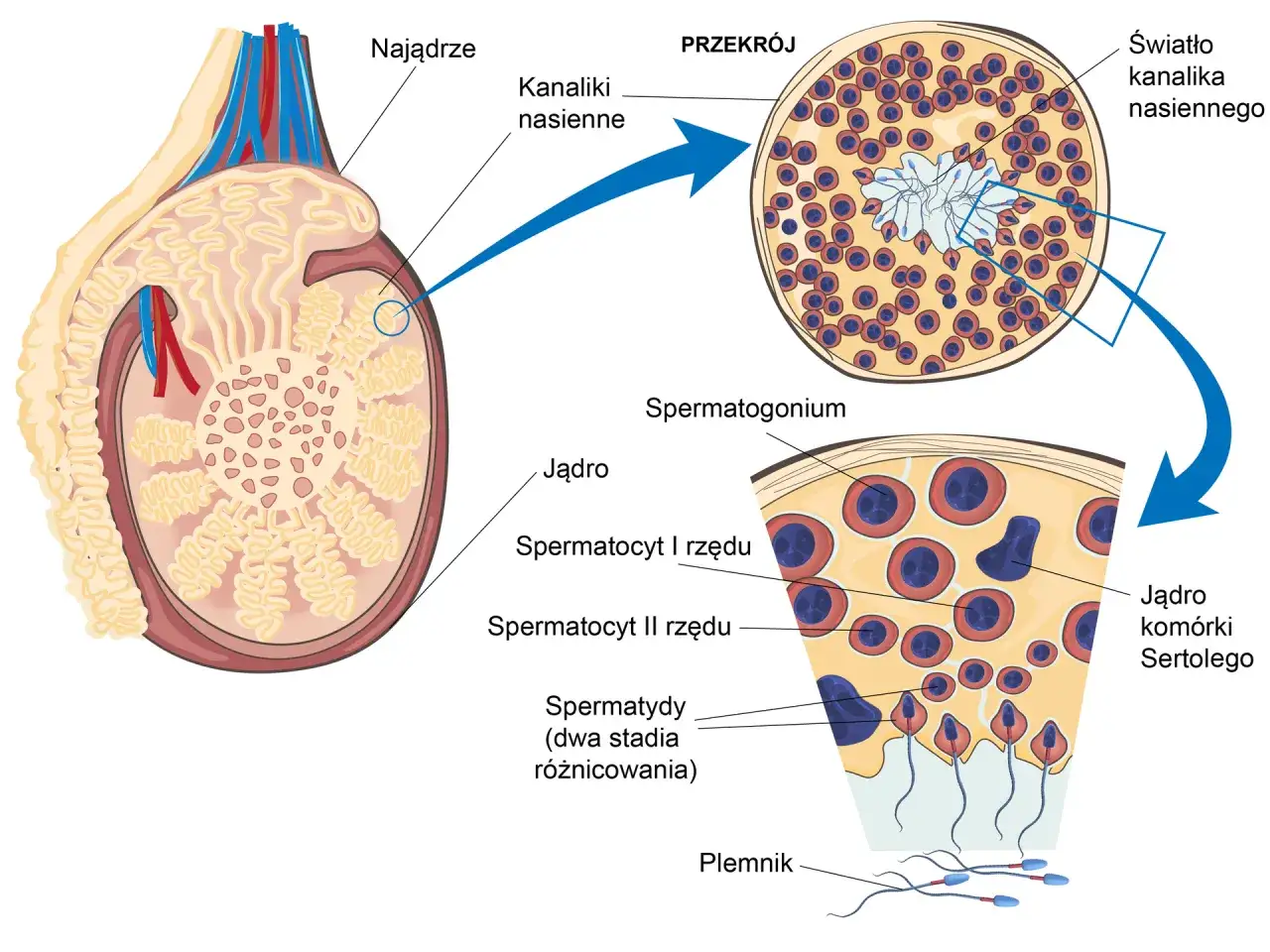 schemat spermatogenezy produkcja plemników X Y