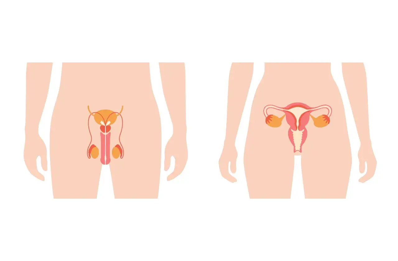 anatomia męskiego i żeńskiego układu rozrodczego porównanie